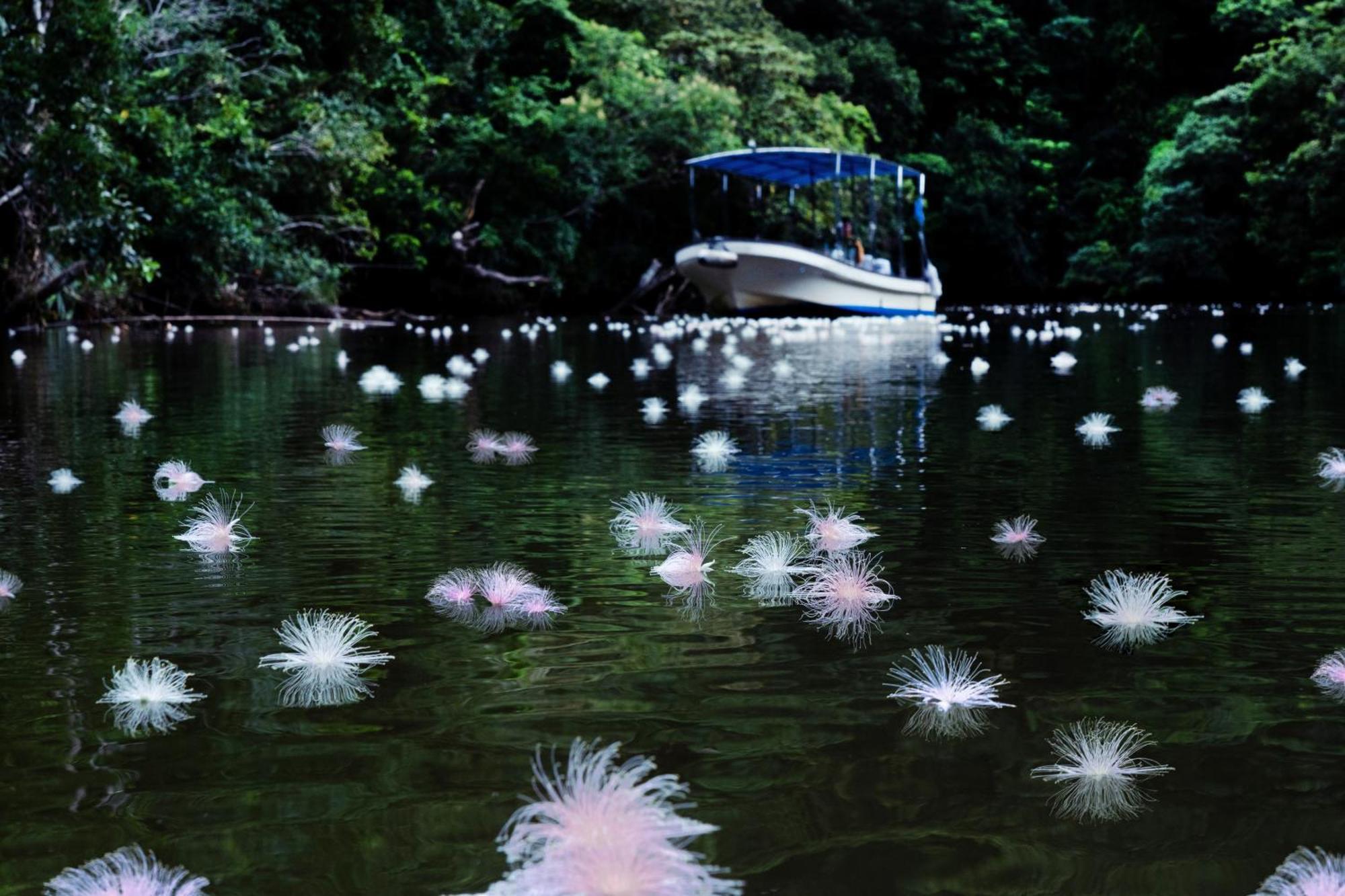 Iriomote Hotel By Hoshino Resorts Urauchi Eksteriør bilde